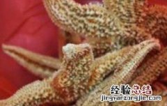 海星泡酒的功效与作用禁忌 海星泡酒的功效与作用