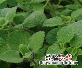 香茶菜怎么做好吃 香茶菜配方