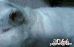 长毛兔化胎的原因及防治方法 兔子 化毛