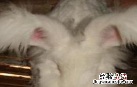 长毛兔化胎的原因及防治方法 兔子 化毛