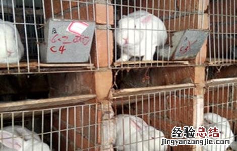 兔子饲养管理技术 养殖兔子的饲养管理
