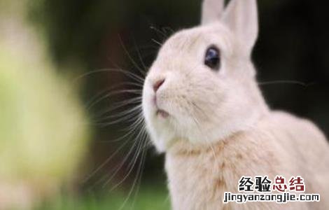 兔子饲养管理技术 养殖兔子的饲养管理