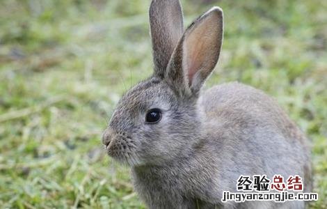 兔子饲养管理技术 养殖兔子的饲养管理