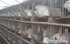 养殖肉兔该注意什么 养殖肉兔该注意什么问题