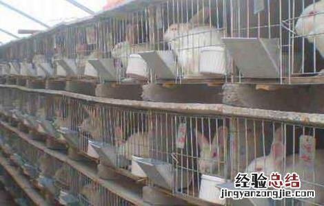 养殖肉兔该注意什么 养殖肉兔该注意什么问题