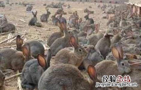 养殖肉兔该注意什么 养殖肉兔该注意什么问题