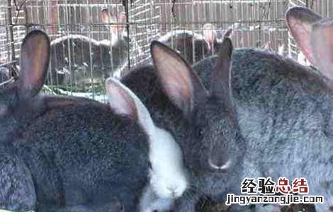 春季如何养兔子 秋季兔子该如何管理