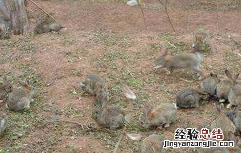 春季如何养兔子 秋季兔子该如何管理