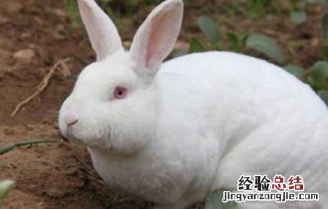 春季如何养兔子 秋季兔子该如何管理