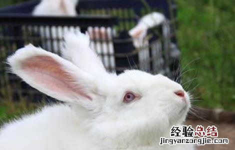 春季如何养兔子 秋季兔子该如何管理