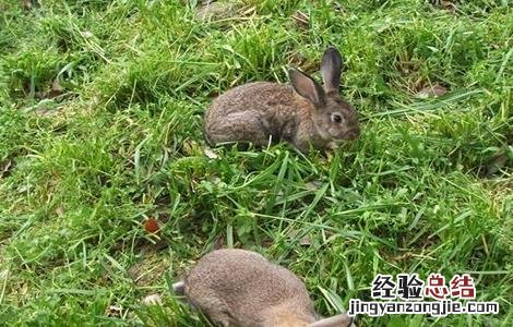 春季如何养兔子 秋季兔子该如何管理