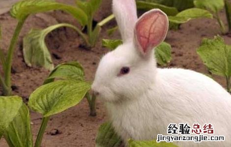 春季如何养兔子 秋季兔子该如何管理