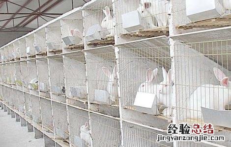 怎样饲养幼兔子视频 怎样饲养幼兔