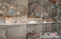 怎样饲养幼兔子视频 怎样饲养幼兔