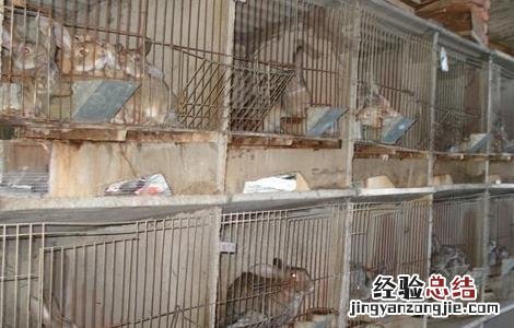 怎样饲养幼兔子视频 怎样饲养幼兔