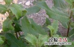 刺儿菜的吃法与功效 刺儿菜的功效与作用及食用方法