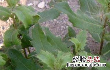 刺儿菜的吃法与功效 刺儿菜的功效与作用及食用方法