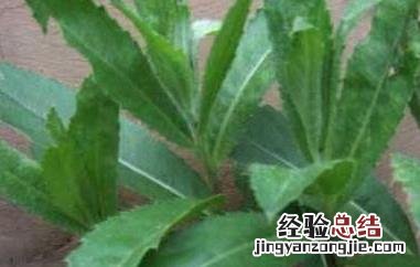 刺儿菜的吃法与功效 刺儿菜的功效与作用及食用方法
