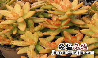 铭月多肉养殖方法和注意事项 铭月多肉的养殖方法和注意事项