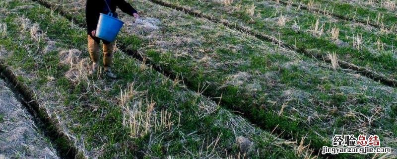 聚谷氨酸对根系的作用,对植物有什么作用