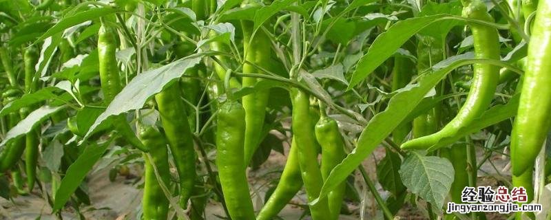 辣椒种植时间与生长周期,辣椒种植方法