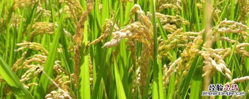 水稻低于多少度不开花，水稻抽穗结实期是什么阶段