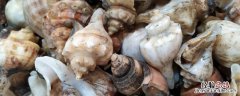 海螺能放冰箱冷冻吗 海螺可以冷冻吗 海螺放冰箱能保存多久