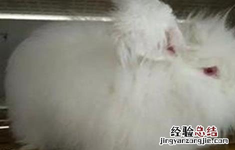 长毛兔拔毛注意事项 谁知道怎样快速拔兔毛