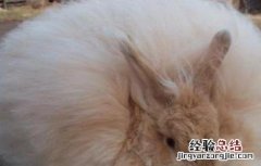 长毛兔拔毛注意事项 谁知道怎样快速拔兔毛