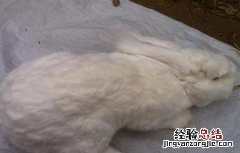 长毛兔拔毛注意事项 谁知道怎样快速拔兔毛