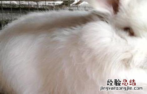 长毛兔催毛方法视频 长毛兔催毛方法