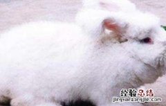 长毛兔催毛方法视频 长毛兔催毛方法