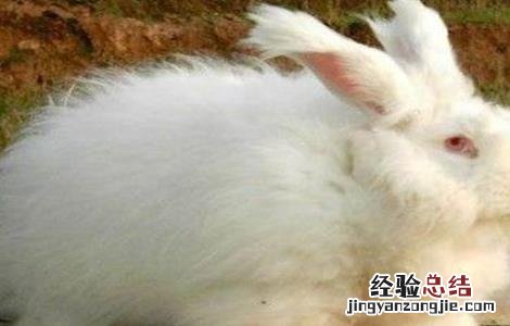 长毛兔催毛方法视频 长毛兔催毛方法