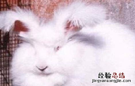 长毛兔催毛方法视频 长毛兔催毛方法