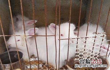 长毛兔催毛方法视频 长毛兔催毛方法
