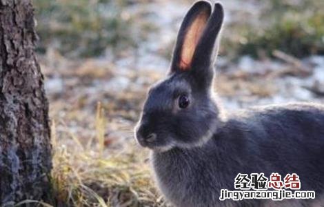兔子养殖要点 兔子养殖方向