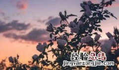 生如夏花般绚烂死如秋叶般静美是什么意思 生如夏花般绚烂死如秋叶般静美意思介绍