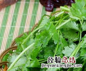 香菜的营养价值功效作用 香菜的营养价值与功效