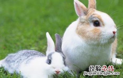 兔子常见的疾病症状 兔子常见的疾病