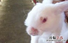 獭兔常见的病害及防治方法 獭兔抗病能力