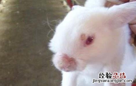 獭兔常见的病害及防治方法 獭兔抗病能力