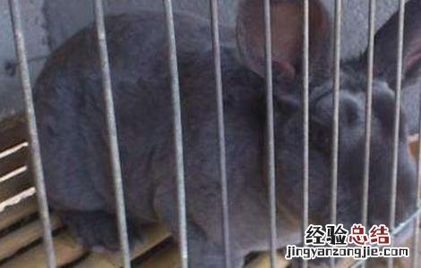 獭兔常见的病害及防治方法 獭兔抗病能力