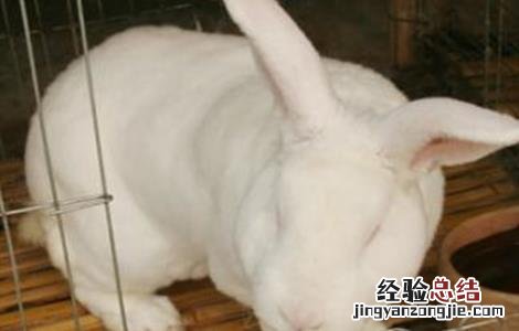 獭兔常见的病害及防治方法 獭兔抗病能力
