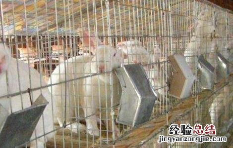 獭兔养殖安全度夏方法 獭兔养殖安全度夏方法图片