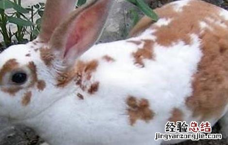 獭兔养殖安全度夏方法 獭兔养殖安全度夏方法图片