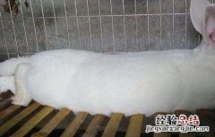 獭兔养殖安全度夏方法 獭兔养殖安全度夏方法图片