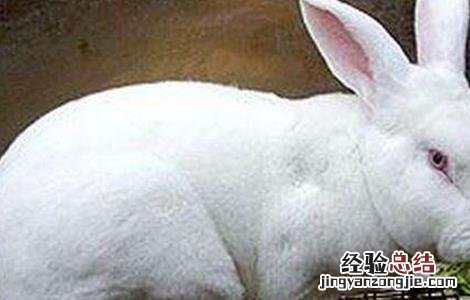 獭兔养殖安全度夏方法 獭兔养殖安全度夏方法图片