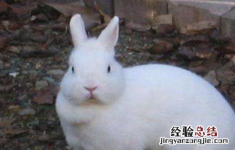 獭兔养殖安全度夏方法 獭兔养殖安全度夏方法图片