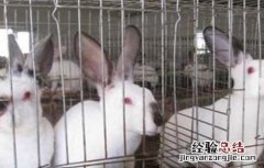 獭兔的养殖技术和管理 獭兔的养殖技术