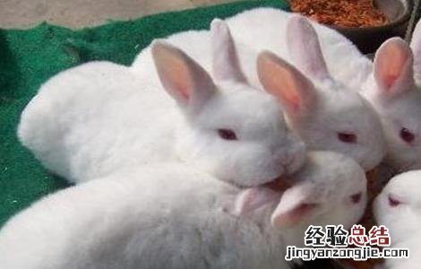 獭兔的养殖技术和管理 獭兔的养殖技术